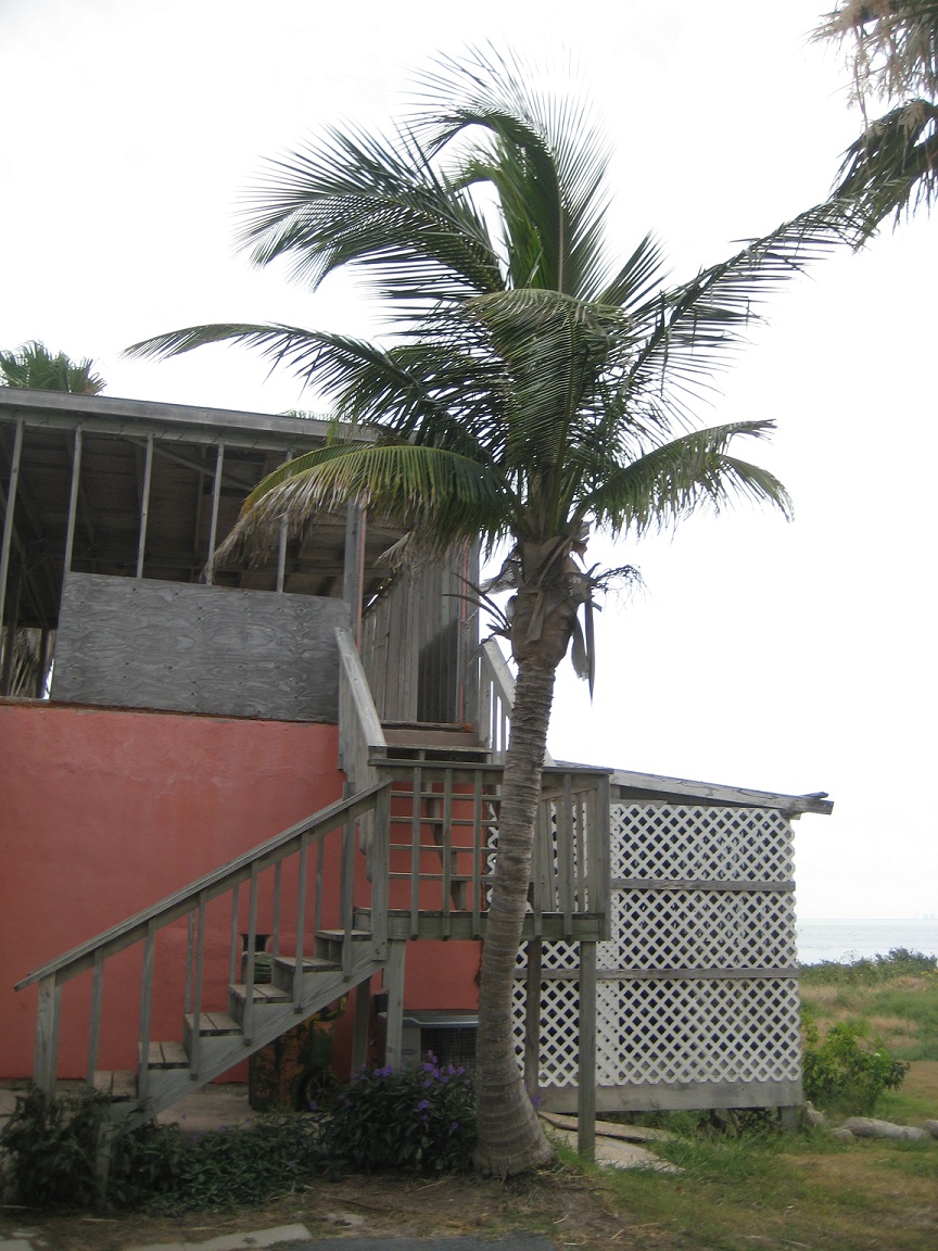 Photos Of Coconut Palms In The Rio Grande Valley DISCUSSING PALM